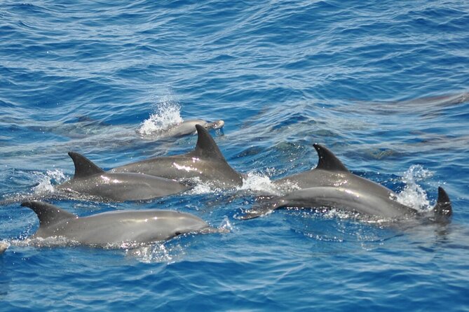 Dolphin tour & banana boat fun with snorkeling from Hurghada - Group size and day flow: why max 20 feels better