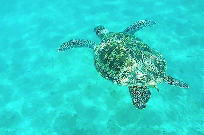 Dolphin tour from El Gouna - Lunch and Drinks: Included, But Timing Can Drift