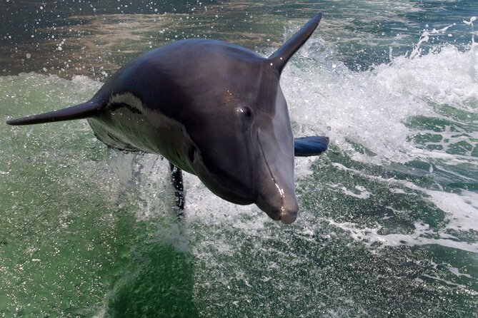Dolphin Tour in St. Pete Beach - What You’re Really Buying on This 90-Minute Dolphin Tour