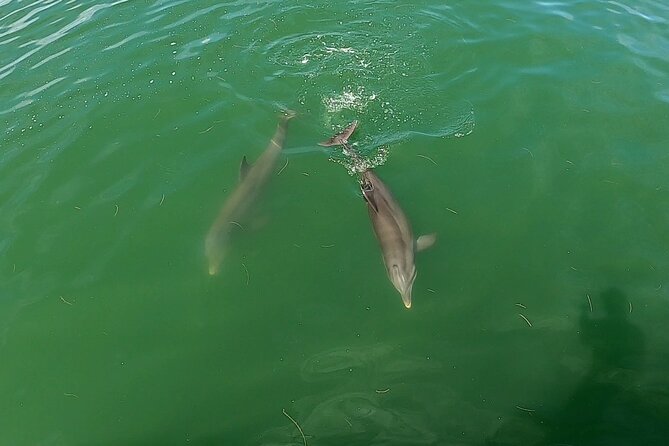 Dolphin Tour in St. Pete Beach - The Route: Gulfport Launch, St. Pete Waters, and Pass-a-Grille Views