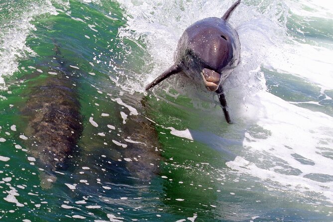 Dolphin Tour in St. Pete Beach - Wildlife Chances: Dolphins, Manatees, Rays, and Sea Birds