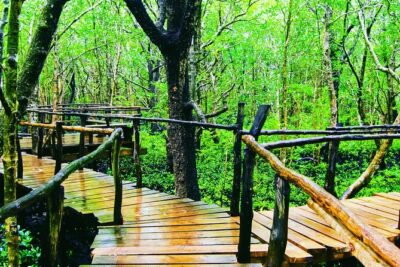 Dolphin Tour Jozan Forest, Kuza Cave, Paje Becach &The Restaurent - Mnemba Island dolphins and snorkeling: the ocean moment you came for