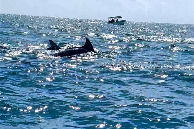 Dolphin Tour Jozan Forest, Kuza Cave, Paje Becach &The Restaurent - The Rock in Michamvi: lunch or dinner with an easy romantic payoff