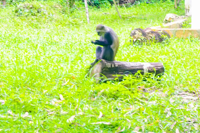 Dolphin Tour Jozan Forest, Kuza Cave, Paje Becach &The Restaurent - Price and value: what $110 buys you on a private day