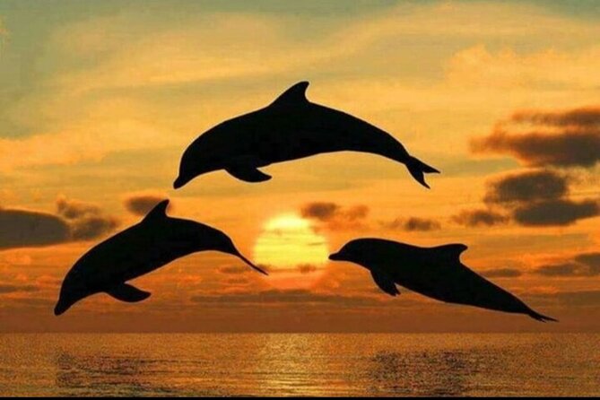 Dolphin Tour Jozan Forest, Kuza Cave, Paje Becach &The Restaurent - Day-of reality: timing, energy, and simple packing