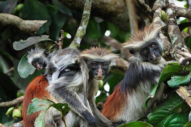 Dolphin tour, Jozani Forest, Jambiani Kuza Cave, Paje Beach &The Rock restaurent - Jozani Chwaka Bay National Park: red colobus monkeys and mangrove views