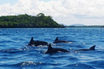 Dolphin tour, Jozani Forest, Jambiani Kuza Cave, Paje Beach &The Rock restaurent - Stop 2 in Jozani Chwaka Bay: colobus monkeys, mangroves, and mahogany forest