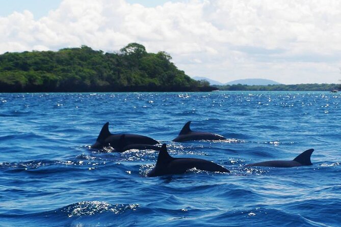 Dolphin tour, Jozani Forest, Jambiani Kuza Cave, Paje Beach &The Rock restaurent - Stop 2 in Jozani Chwaka Bay: colobus monkeys, mangroves, and mahogany forest
