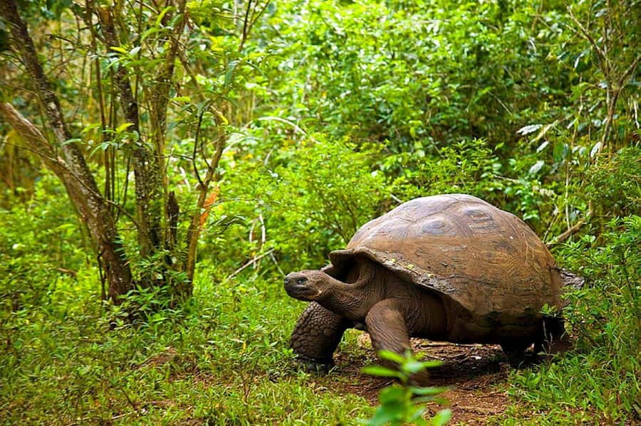 Dolphin Tour, Jozani Forest, Prison Island, Island Pongwe - Who should book this Zanzibar day, and who should skip it?