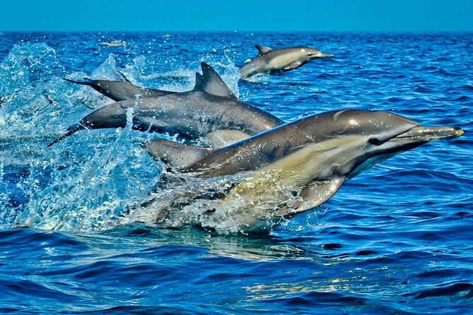 Dolphin Tour, Jozani Forest Tour, Kuza Cave Tour, Paje Beach,The Rock Restaurant - Who this tour suits best (and who should rethink)