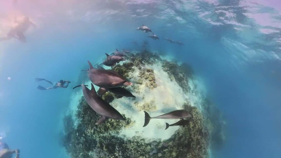 Dolphin Tour with Red Sea Fun. The Best in Hurghada - VIP Dolphin Dreams: The Best Part, and the Only Reality Check