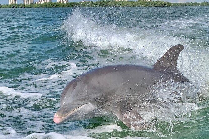 Dolphin Tours - Fort Myers Beach / Naples - Key takeaways before you go