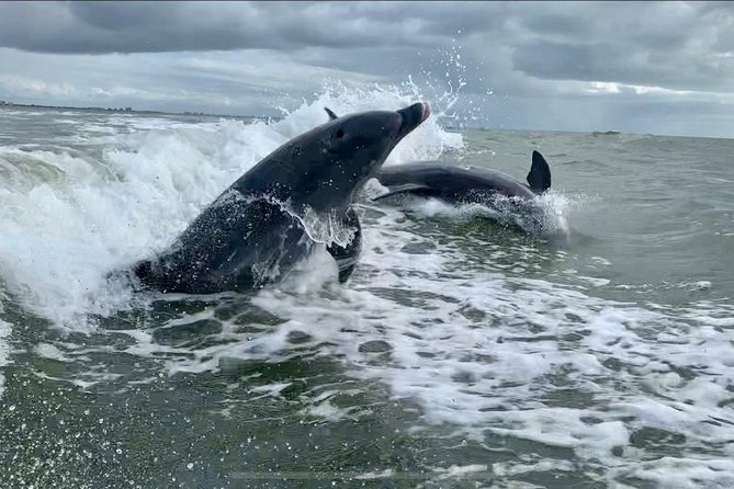 Dolphin Tours - Fort Myers Beach / Naples - Price and value: why $350 per group can make sense