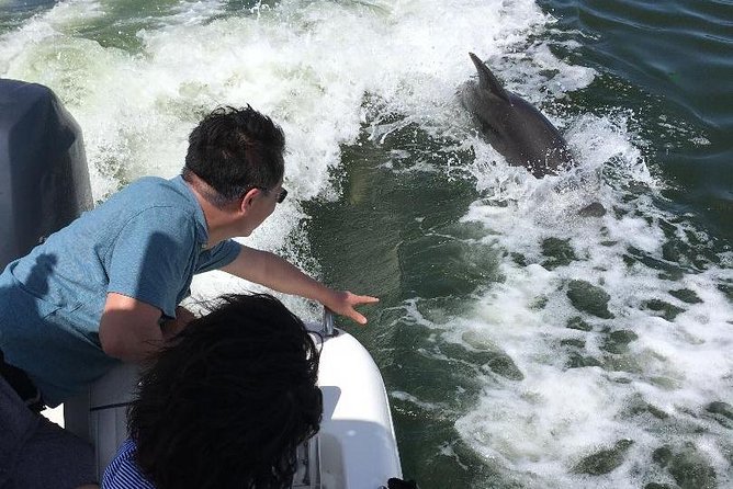 Dolphin Tours - Fort Myers Beach / Naples - What happens during the 2 hours on the water