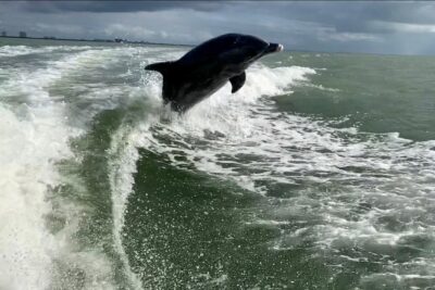 Dolphin Tours - Fort Myers Beach / Naples - Getting to the dock: Lovers Key Boat Ramp logistics