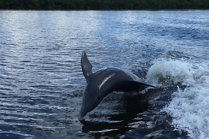 Dolphin Tours - Fort Myers Beach / Naples - Lovers Key State Park: where dolphins, manatees, and turtles show up