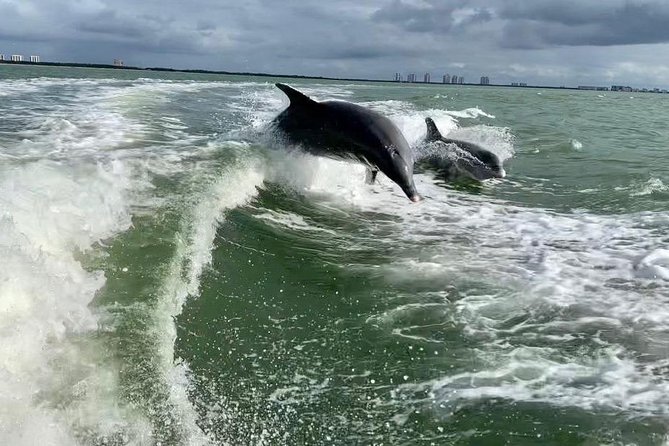 Dolphin Tours - Fort Myers Beach / Naples - Private boat means a calmer, more personal experience
