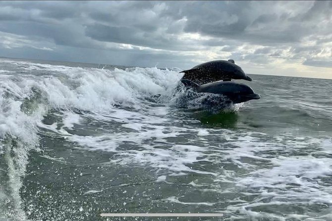 Dolphin Tours - Fort Myers Beach / Naples - Wildlife spotting isn’t guaranteed, and that’s normal