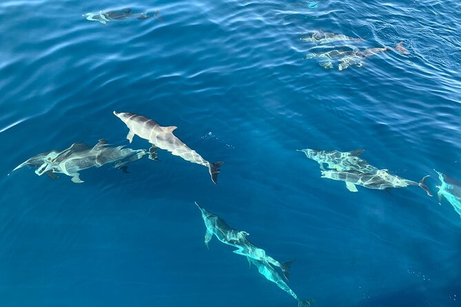 Dolphin Tours in Fuerteventura and snorkeling on the coast - Key highlights you’ll care about
