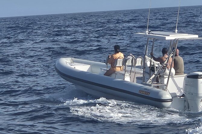 Dolphin Tours in Fuerteventura and snorkeling on the coast - Morro Jable is built for animal spotting at sea