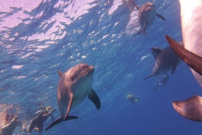 Dolphin trip with private speedboat and snorkeling - Private Speedboat to the Dolphin House From Your Hotel