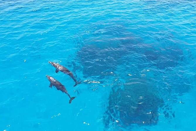 Dolphin trip with private speedboat and snorkeling - The Dolphin House Swim: What to Expect and How to Enjoy It