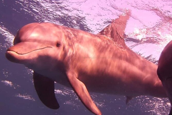 Dolphin trip with private speedboat and snorkeling - The Guide and Crew Matter: German Support and Friendly Momentum