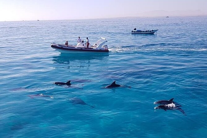 Dolphin trip with private speedboat and snorkeling - Who This Tour Fits Best in Hurghada