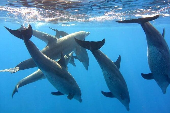 Dolphin trip with private speedboat and snorkeling - Snorkeling in Hurghada: Gear Included and a Reef That Works for Beginners