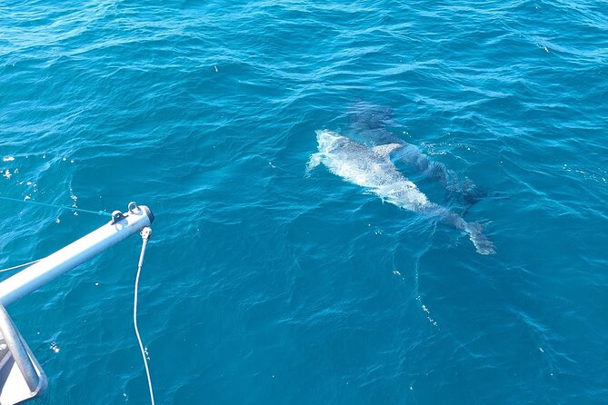 Dolphin trips on a catamaran - Swimming in High Seas: Yes, There’s a Swim Chance