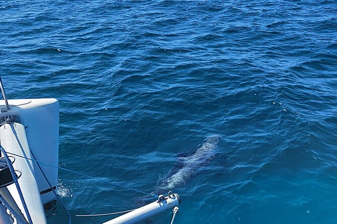 Dolphin trips on a catamaran - Timing, Meeting Point, and What to Bring from Marbella