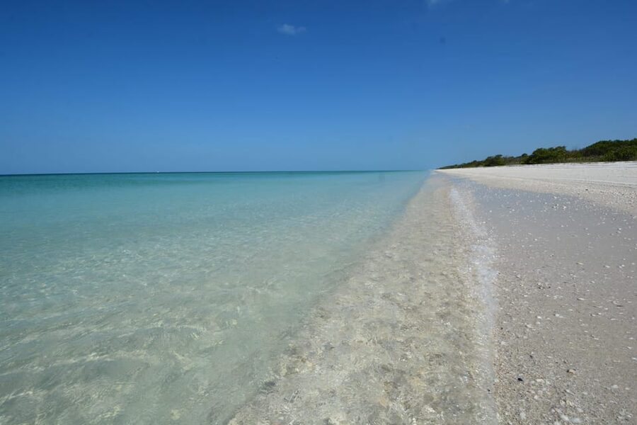 Dolphin Watch/Eco Cruise - Naples Bay Mangroves: Why This Route Works for Sightings