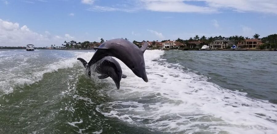 Dolphin Watch/Eco Cruise - Wildlife Is the Goal, But Your Eyes Are the Real Ticket