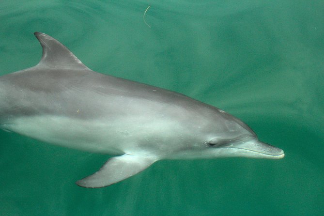 Dolphin Watch + Sailing - Port Stephens - Dry Bow-Net vs Wet Boom-Net: Choosing Your Comfort Level