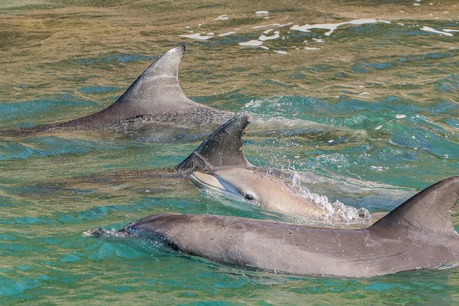 Dolphin Watch + Sailing - Port Stephens - Value for Money: Why the Price Makes Sense
