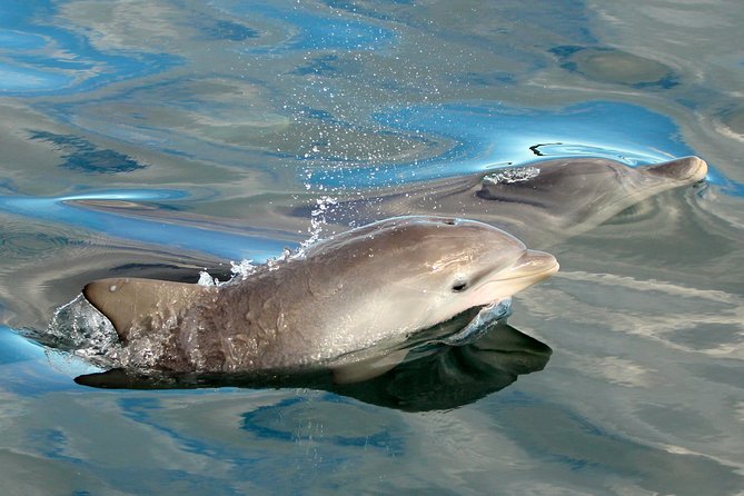 Dolphin Watch + Sailing - Port Stephens - Getting On Board at Nelson Bay (And Why It Matters)
