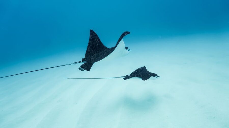 Dolphin Watch Snorkel and BBQ in Kona, Big Island - First: what kind of experience this is