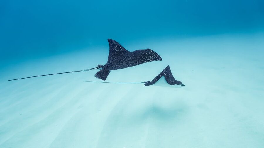 Dolphin Watch Snorkel and BBQ in Kona, Big Island - Practical tips to make it better