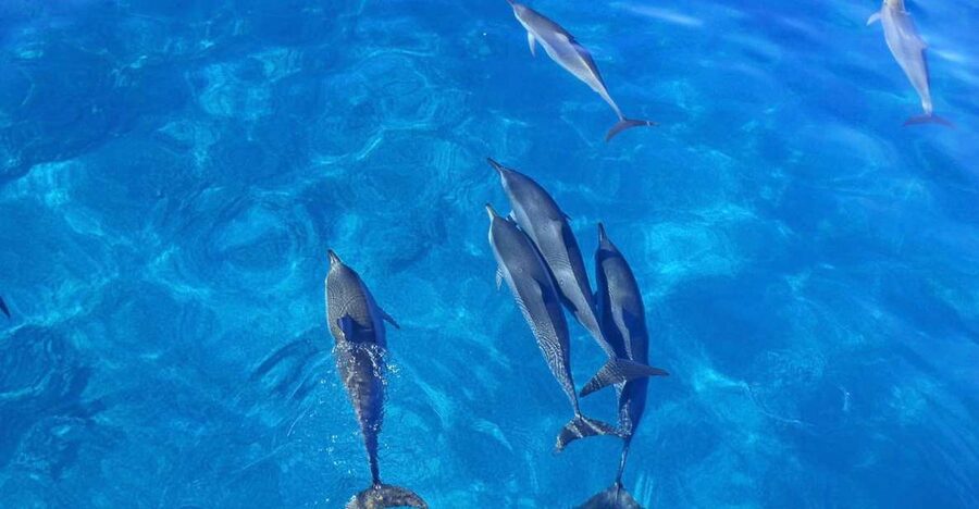 Dolphin Watch Snorkel and BBQ in Kona, Big Island - Bathrooms, showers, and group comfort on a ~30-passenger boat