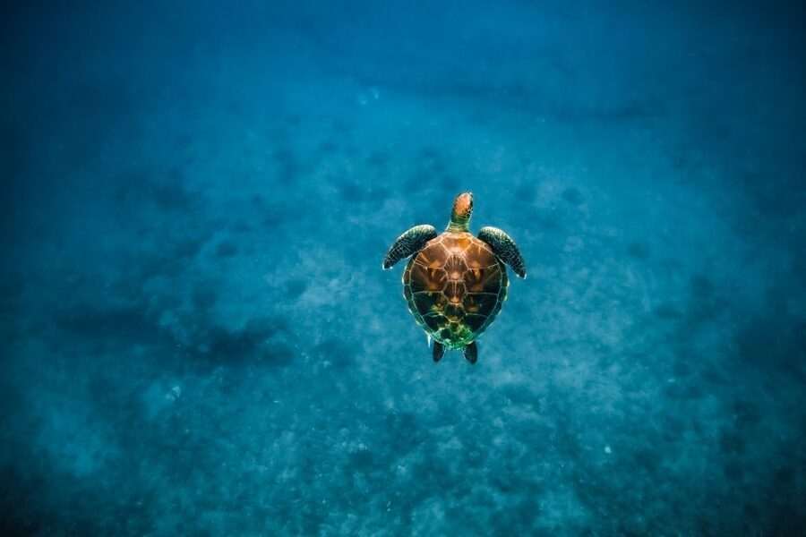 Dolphin Watch Snorkel and BBQ in Kona, Big Island - Weather, whales, and what season changes
