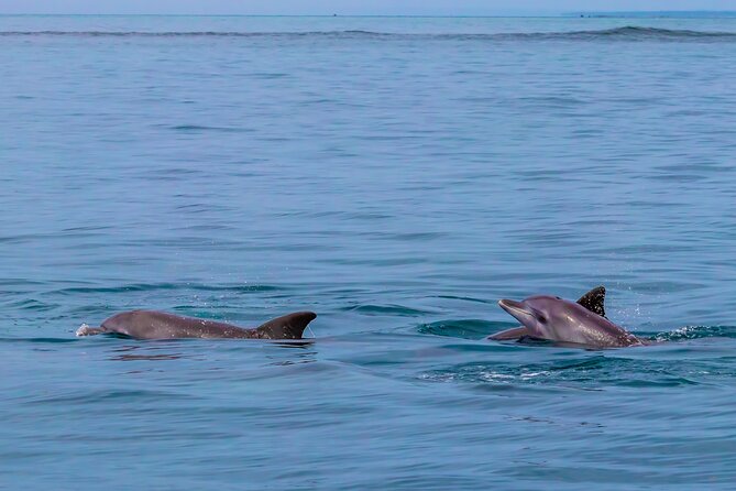 Dolphin Watch & Snorkeling at Kisite Marine Park & Wasini Island - Stop 2: Wasini Island Seafood Lunch and Village Walk (Culture Plus Calories)