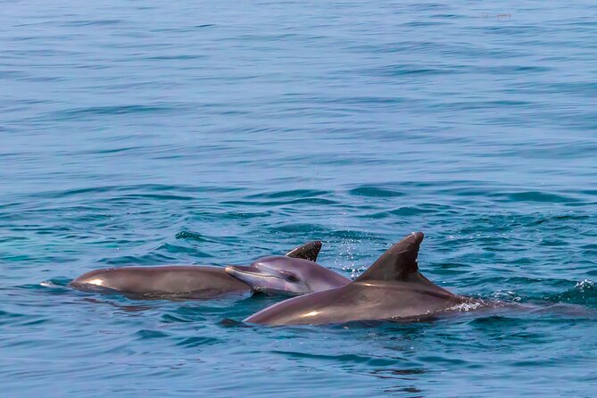 Dolphin Watch & Snorkeling at Kisite Marine Park & Wasini Island - Stop 3: Wasini Women’s Group Boardwalk and Coral Gardens (Worth It, But Not Included)