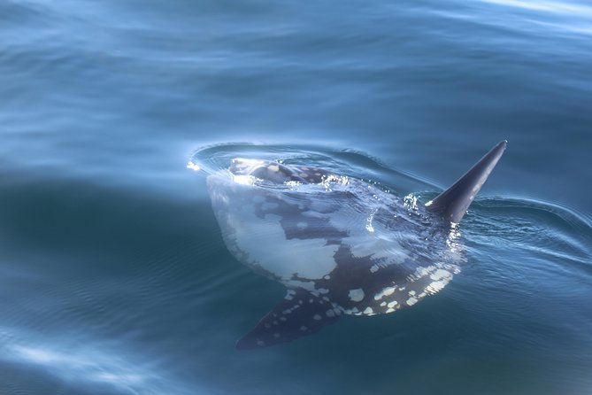 Dolphin Watching + 2 Islands Tour - From Faro - Cabo de Santa Maria and the Atlantic Search Window