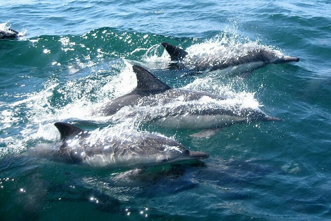 Dolphin Watching + 2 Islands Tour - From Faro - Ilha do Farol: Island Life Around the Lighthouse