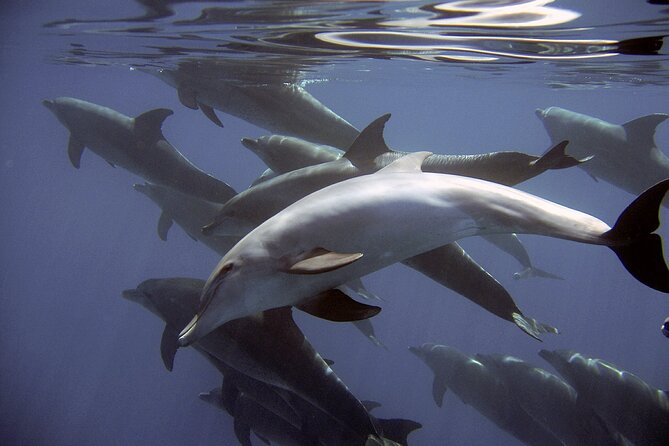 Dolphin Watching + 2 Islands Tour - From Faro - Ilha Deserta: Crystalline Water and a True Swim Option