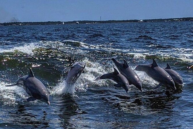 Dolphin Watching aboard the Cold Mil Fleet - Key things that make this cruise worth your time