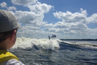Dolphin Watching aboard the Cold Mil Fleet - The 60–90 minute dolphin hunt: how the viewing works
