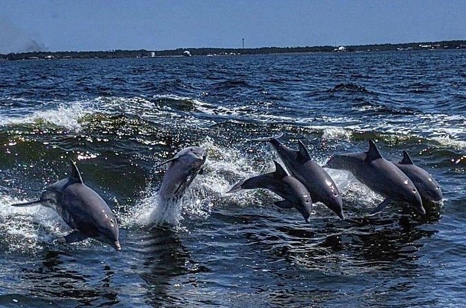 Dolphin Watching aboard the Cold Mil Fleet - What’s included (and what you should budget for)