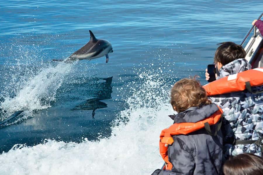 Dolphin Watching Adventure - Key takeaways before you go
