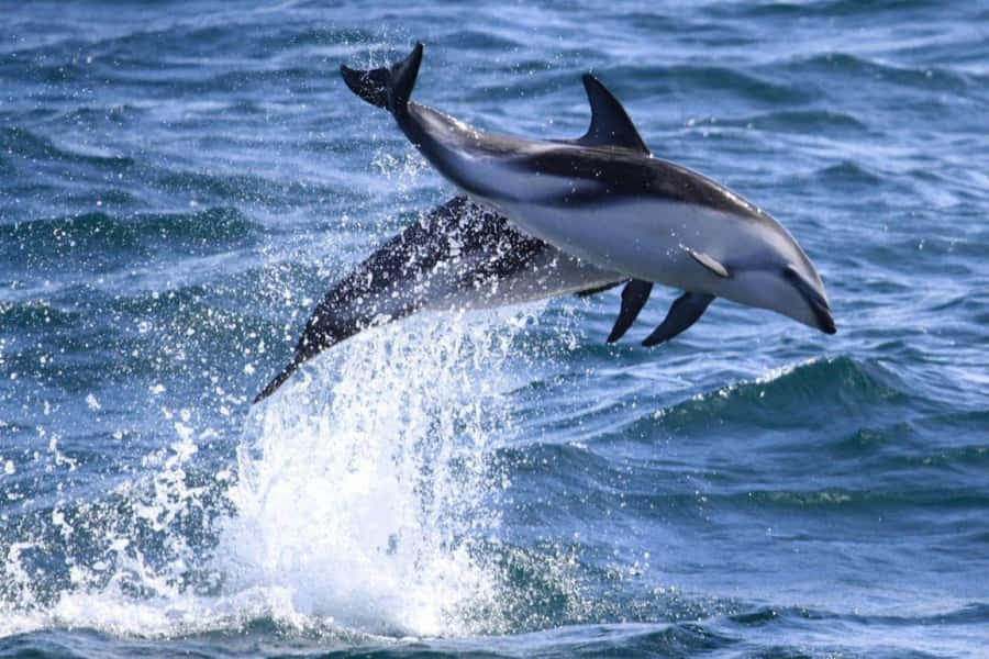 Dolphin Watching Adventure - On the water: what you’ll do during the dolphin-watching window